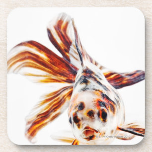 Dessous-de-verre Poisson rouge de comète de rose des vents de