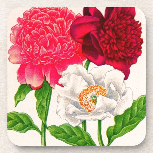 Dessous-de-verre poitrine rouge et blanche (Devant)