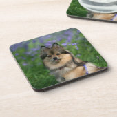 Dessous-de-verre Pomeranian dans l'herbe (Côté gauche)