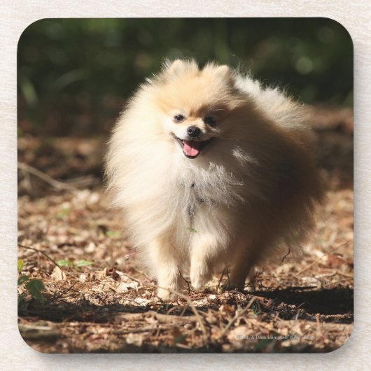 Dessous-de-verre Pomeranian trottant dans le feuille tombé (Devant)