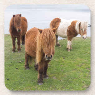 Dessous-de-verre Poney Shetland dans un pâturage près de hautes fal