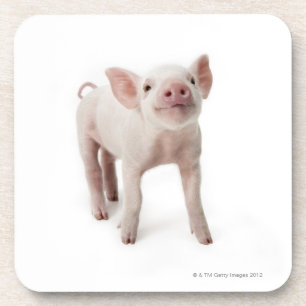 Dessous-de-verre Porc se tenant recherchant