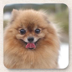 Dessous-de-verre Portrait Chien de Poméranie