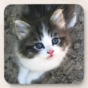 Dessous-de-verre Portrait CUTE Kitten