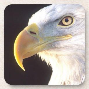 Dessous-de-verre Portrait d'aigle royal, Haliaeetus leucocephalus,
