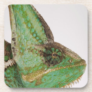 Dessous-de-verre Portrait de caméléon hardiment coloré du Yémen