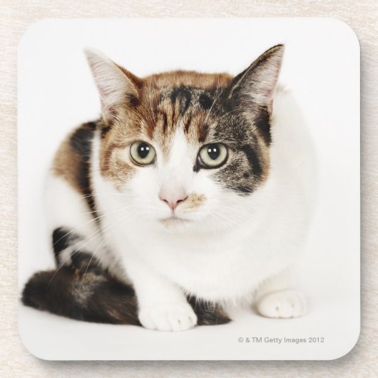 Dessous-de-verre Portrait de chat de calicot (Devant)