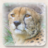 Dessous-de-verre Portrait de Cheetah (Devant)