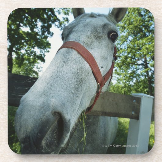 Dessous-de-verre Portrait de cheval (Devant)