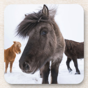 Dessous-de-verre Portrait de cheval islandais, Islande