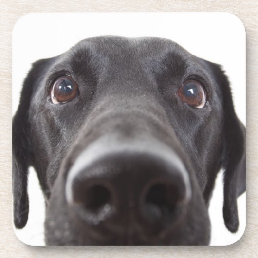 Dessous-de-verre Portrait de fermeture Black Labrador (Devant)