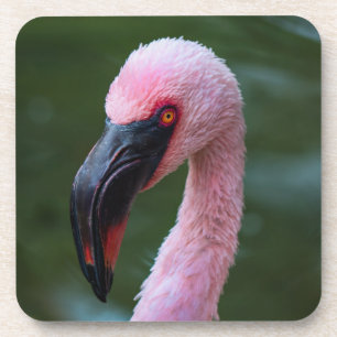 Dessous-de-verre Portrait de Flamant rose vibrant - Photographie d'