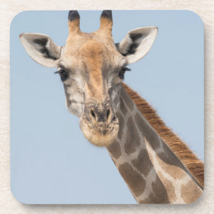 Dessous-de-verre Portrait de girafe angolais