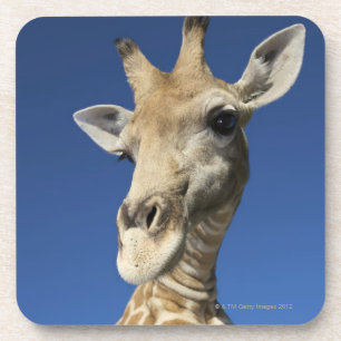 Dessous-de-verre Portrait de girafe (Giraffa Camelopardalis)