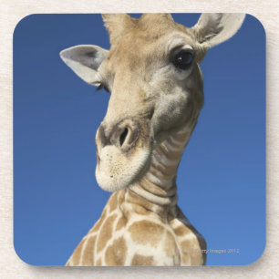 Dessous-de-verre Portrait de girafe (Giraffa Camelopardalis) 2