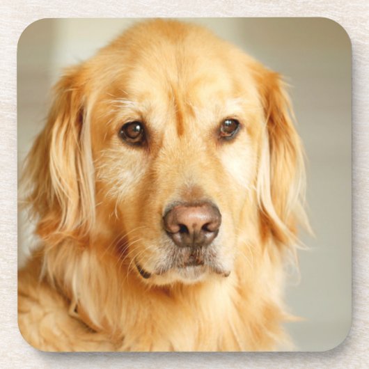 Dessous-de-verre Portrait de Golden Retriever (Devant)