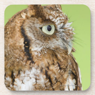 Dessous-de-verre Portrait de hibou de cri strident