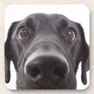 Dessous-de-verre Portrait de la collection Black Labrador