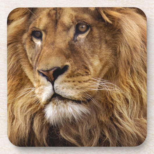 Dessous-de-verre Portrait de Lion (Devant)