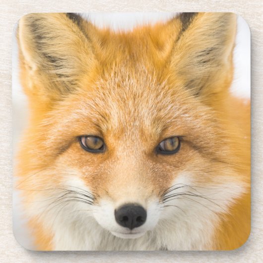 Dessous-de-verre Portrait de renard roux (Devant)