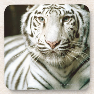 Dessous-de-verre Portrait de tigre