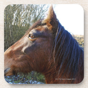 Dessous-de-verre Portrait du cheval brun le jour froid regardant