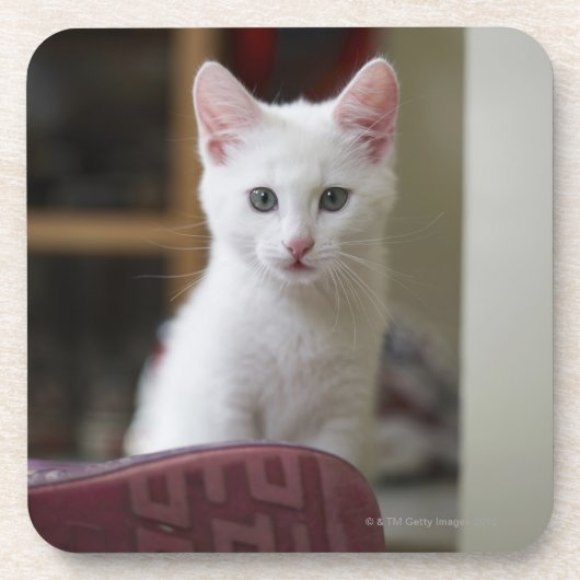 Dessous-de-verre Portrait d'un chaton blanc, Suède (Devant)