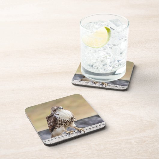 Dessous-de-verre Portrait d'un Hawk à queue rouge immature (Côté Droit)