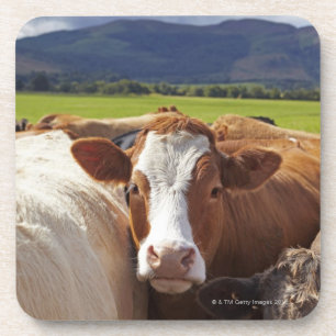 Dessous-de-verre Portrait d'une paire de vaches dans le domaine