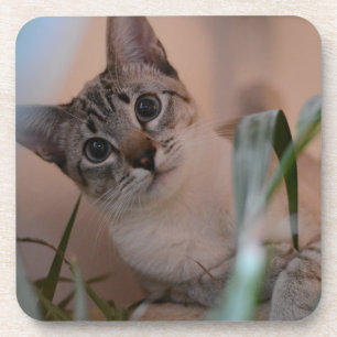 Dessous-de-verre Portrait photo de chat