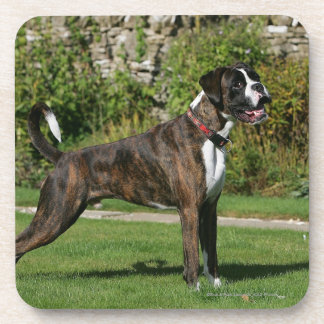Dessous-de-verre Position Brindle d'exposition canine de boxeur