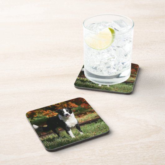 Dessous-de-verre Position d'automne de border collie (Côté Droit)