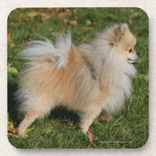 Dessous-de-verre Position de Pomeranian