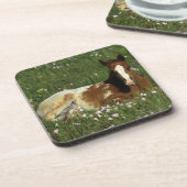 Dessous-de-verre Poulain d'Appaloosa fixant en fleurs (Côté gauche)