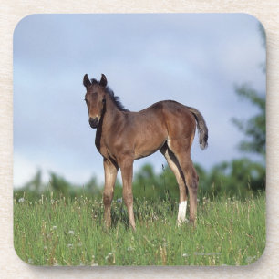 Dessous-de-verre Poulain de pur sang se tenant dans l'herbe