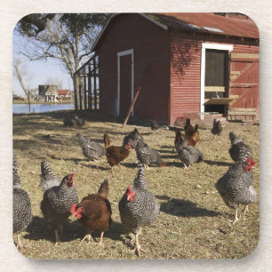 Dessous-de-verre Poules travaillant aux alentours du poulailler Cli