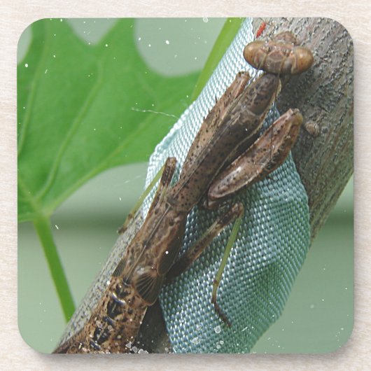 Dessous-de-verre Prier Insecte Mantis (Devant)