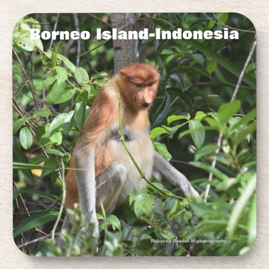Dessous-de-verre Proboscis singe Borneo (Devant)