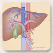 Dessous-de-verre Procédure de greffe de foie (Devant)