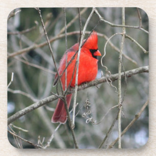 Dessous-de-verre Profil cardinal