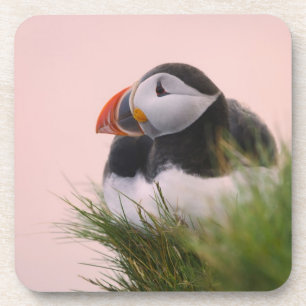Dessous-de-verre Puffin atlantique (Fratercula arctica) 6