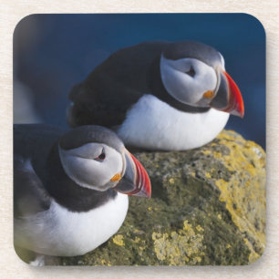 Dessous-de-verre Puffin atlantique (Fratercula arctica) 7
