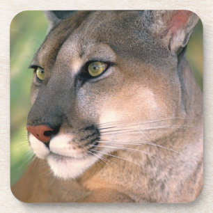 Dessous-de-verre Puma, Californie