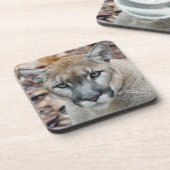 Dessous-de-verre Puma, cougar, panthère de Floride, Puma (Côté gauche)