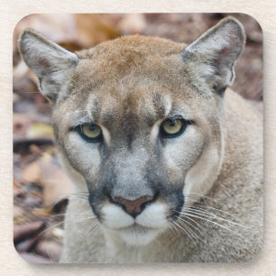 Dessous-de-verre Puma, cougar, panthère de Floride, Puma