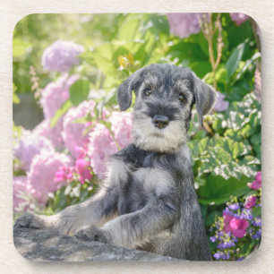 Dessous-de-verre Puppy de Schnauzer dans un Flowering Garden -
