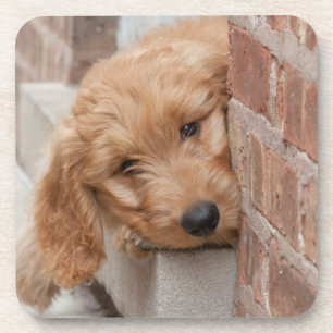 Dessous-de-verre Puppy Pékin