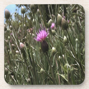 Dessous-de-verre Purple Thistle Fleur sauvage Art Réaliste