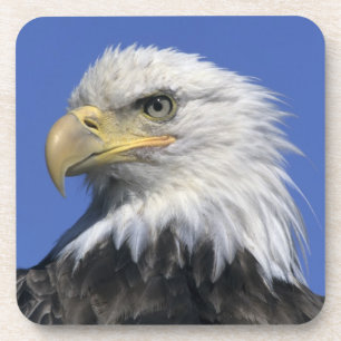 Dessous-de-verre Pygargue à tête blanche, (Haliaeetus leucocephalus