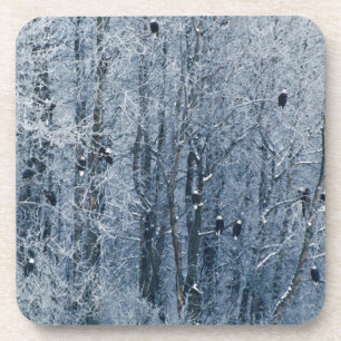 Dessous-de-verre Pygargues à tête blanche